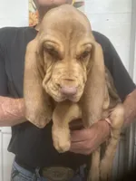 Liver/Tan girl, a female Bloodhound for sale in Albemarle, NC – 3 of 9