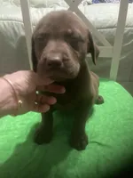 Chocolate boy, a male Labrador Retriever for sale in Albemarle, NC – 4 of 7