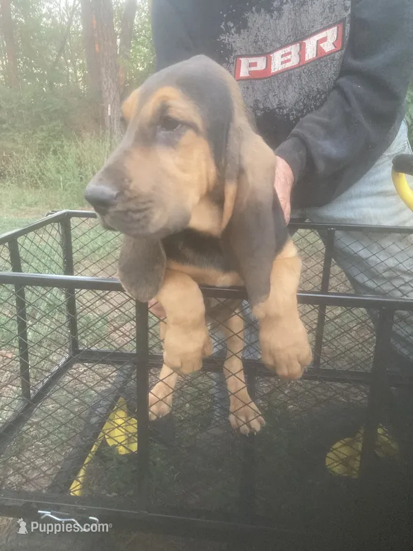 Dolly boy, a male Bloodhound for sale in Albemarle, NC – 1 of 7