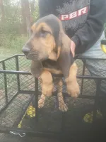 Dolly boy, a male Bloodhound for sale in Albemarle, NC – 1 of 7