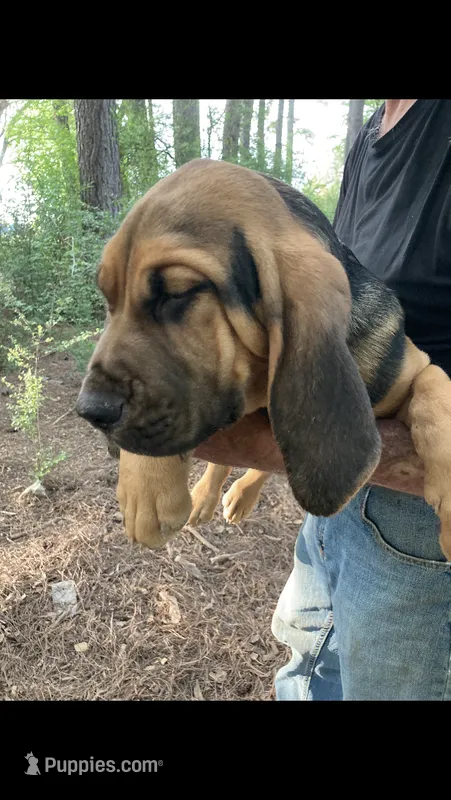 Blk/Tan male – Bloodhound puppy for sale in Albemarle, NC