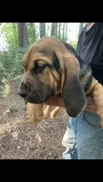 Blk/Tan male, a male Bloodhound for sale in Albemarle, NC – 1 of 1
