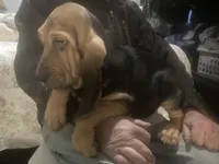 Dolly boy, a male Bloodhound for sale in Albemarle, NC – 3 of 8