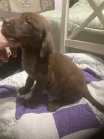 Chocolate girl, a female Labrador Retriever for sale in Albemarle, NC – 4 of 10