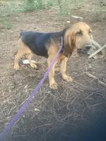 Blk/Tan male $300, a male Bloodhound for sale in Albemarle, NC – 8 of 10