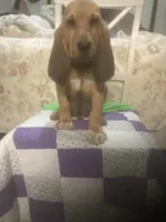 Moose boy, a male Bloodhound for sale in Albemarle, NC – 7 of 8