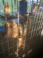 Bloodhound boy, a male Bloodhound for sale in Albemarle, NC – Photo 2 of 4