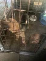 Bloodhound boy, a male Bloodhound for sale in Albemarle, NC – Photo 4 of 4