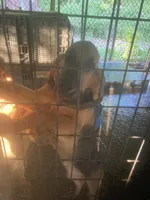 Bloodhound boy, a male Bloodhound for sale in Albemarle, NC – Photo 3 of 4