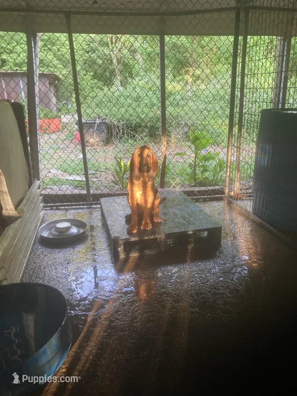 Bloodhound boy – Bloodhound puppy for sale in Albemarle, NC