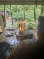 Bloodhound boy, a male Bloodhound for sale in Albemarle, NC – Photo 1 of 4