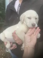 Coco Light yellow girl, a female Labrador Retriever for sale in Albemarle, NC – 2 of 8