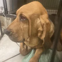 Daisy girl, a female Bloodhound for sale in Albemarle, NC – Photo 4 of 6