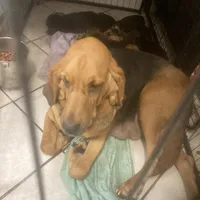 Daisy girl, a female Bloodhound for sale in Albemarle, NC – Photo 5 of 6