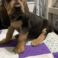 Daisy girl, a female Bloodhound for sale in Albemarle, NC – Photo 2 of 6