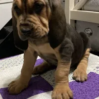 Daisy girl, a female Bloodhound for sale in Albemarle, NC – Photo 3 of 6