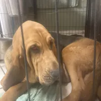 Daisy girl, a female Bloodhound for sale in Albemarle, NC – Photo 6 of 6