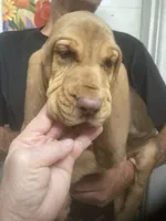 Liver/Tan girl, a female Bloodhound for sale in Albemarle, NC – 7 of 9