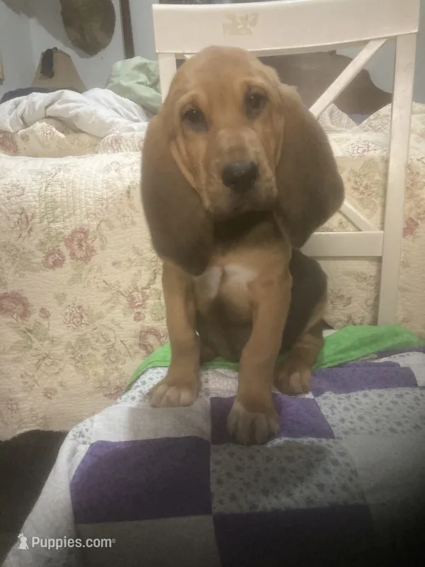 Moose boy – Bloodhound puppy for sale in Albemarle, NC