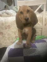 Moose boy, a male Bloodhound for sale in Albemarle, NC – 1 of 8