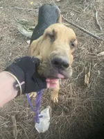 Blk/Tan male $300, a male Bloodhound for sale in Albemarle, NC – 9 of 10