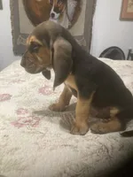 Daisy boy, a male Bloodhound for sale in Albemarle, NC – 6 of 8