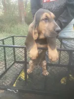 Dolly boy, a male Bloodhound for sale in Albemarle, NC – 6 of 7