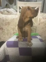 Moose boy, a male Bloodhound for sale in Albemarle, NC – 5 of 8