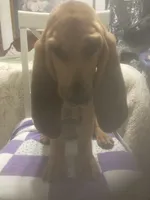 Daisy girl, a female Bloodhound for sale in Albemarle, NC – 7 of 7