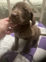 Chocolate girl, a female Labrador Retriever for sale in Albemarle, NC – 10 of 10