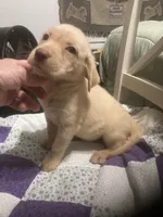 Yellow girl, a female Labrador Retriever for sale in Albemarle, NC – 3 of 3