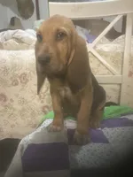 Moose boy, a male Bloodhound for sale in Albemarle, NC – 8 of 8