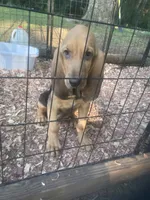 Blk/Tan girl , a female Bloodhound for sale in Albemarle, NC – 7 of 9