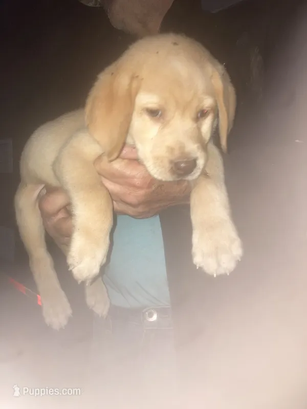 Yellow Girl CoCo – Labrador Retriever puppy for sale in Albemarle, NC