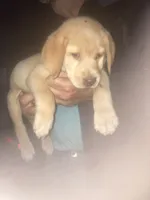 Yellow Girl CoCo, a female Labrador Retriever for sale in Albemarle, NC – 1 of 10