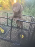 Chocolate boy, a male Labrador Retriever for sale in Albemarle, NC – 6 of 6