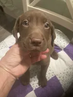 Chocolate girl, a female Labrador Retriever for sale in Albemarle, NC – 2 of 10