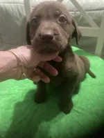 Chocolate boy, a male Labrador Retriever for sale in Albemarle, NC – 6 of 7