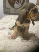 Daisy boy, a male Bloodhound for sale in Albemarle, NC – 5 of 8
