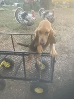 Dolly girl, a female Bloodhound for sale in Albemarle, NC – 6 of 8
