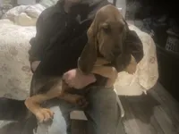 Dolly boy, a male Bloodhound for sale in Albemarle, NC – 8 of 8
