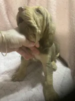 Bloodhound girl $800, a female Bloodhound for sale in Albemarle, NC – 5 of 5