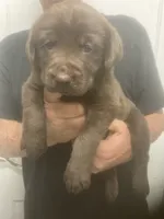 Candy girl , a female Labrador Retriever for sale in Albemarle, NC – 2 of 4