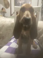Daisy girl, a female Bloodhound for sale in Albemarle, NC – 2 of 7