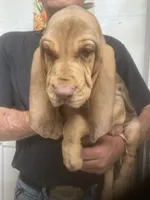 Liver/Tan girl, a female Bloodhound for sale in Albemarle, NC – 6 of 9