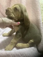 Bloodhound girl $800, a female Bloodhound for sale in Albemarle, NC – 4 of 5