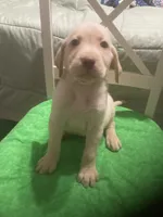 Yellow boy, a male Labrador Retriever for sale in Albemarle, NC – 4 of 5