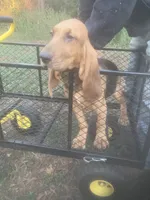Dolly girl, a female Bloodhound for sale in Albemarle, NC – 3 of 8