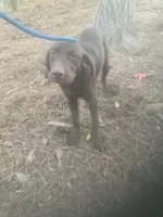 Chocolate male 5 month old, a male Labrador Retriever for sale in Albemarle, NC – 5 of 7