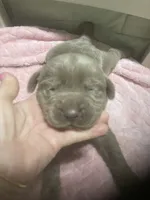 Lab Silver boy, a male Labrador Retriever for sale in Albemarle, NC – 2 of 3